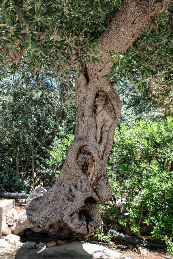 Villa Pugliamandia Monopoli Esterno foto